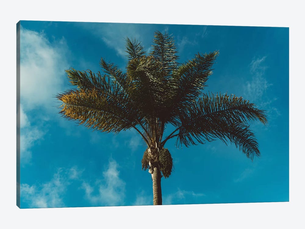 Palm Tree II by Bethany Young 1-piece Canvas Art Print