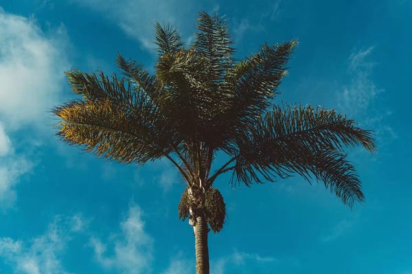 San Diego: Palm Tree II by Bethany Young