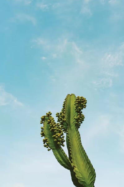 Reach for the Sky II by Bethany Young canvas print