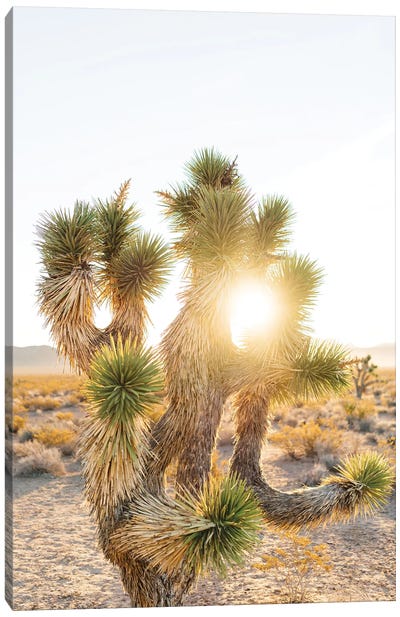 Nevada Desert Sunrise II Canvas Art Print - Desert Landscape Photography