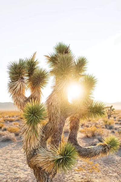 Nevada: Nevada Desert Sunrise II by Bethany Young
