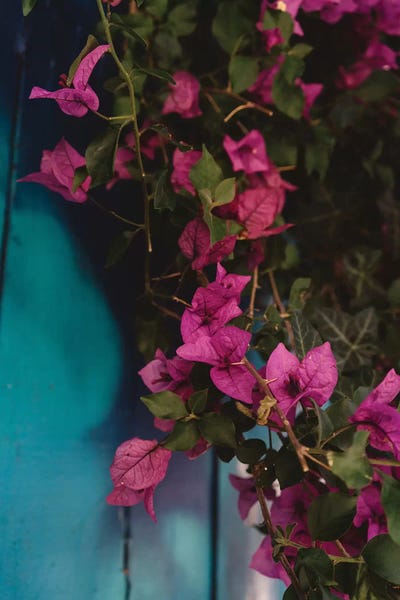 Bougainvillea: San Francisco XVIII by Bethany Young