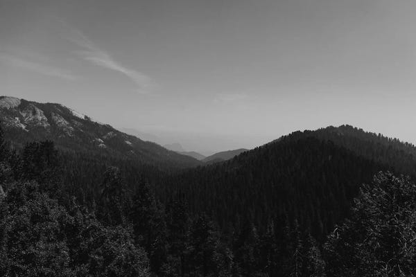 Sequoia Trees: Sequoia National Park II by Bethany Young