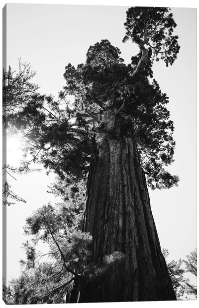 Sequoia National Park IX Canvas Art Print - Redwood Trees