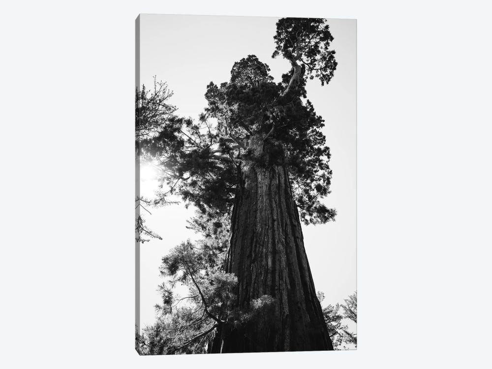 Sequoia National Park IX by Bethany Young 1-piece Art Print