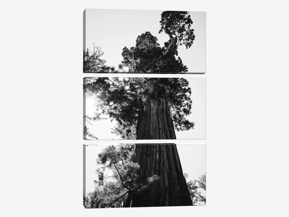 Sequoia National Park IX by Bethany Young 3-piece Art Print