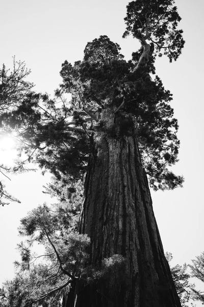 Sequoia National Park: Sequoia National Park IX by Bethany Young
