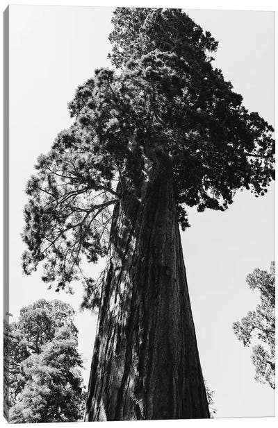 Sequoia National Park VI Canvas Art Print - Redwood Tree Art
