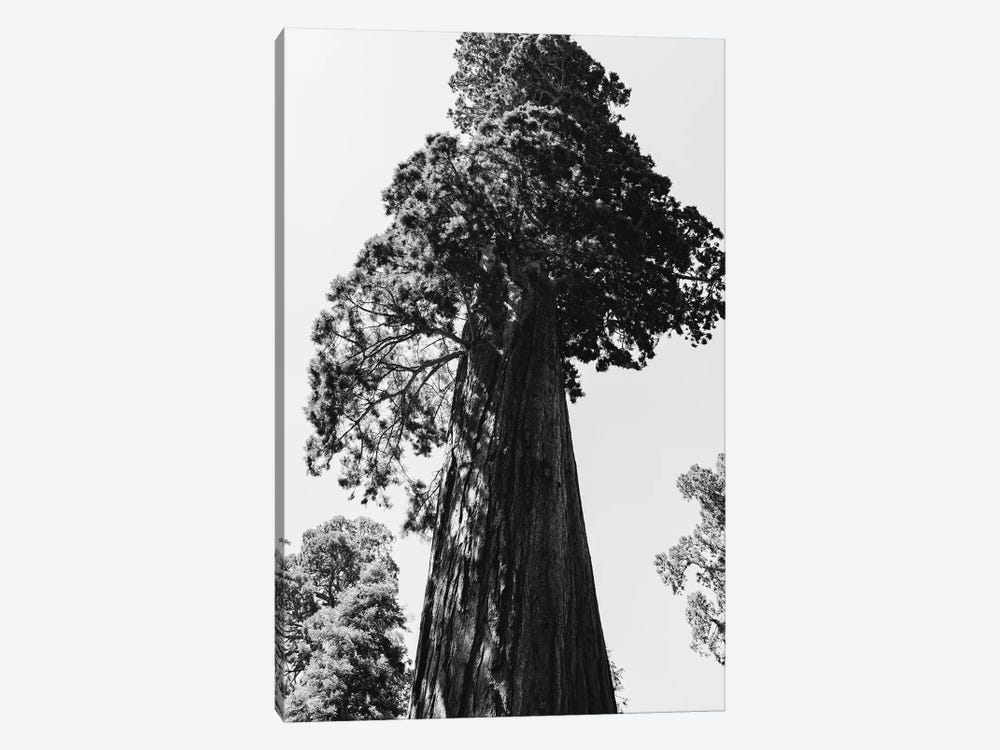 Sequoia National Park VI by Bethany Young 1-piece Canvas Wall Art