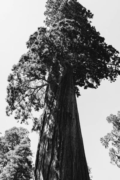 Sequoia Trees: Sequoia National Park VI by Bethany Young