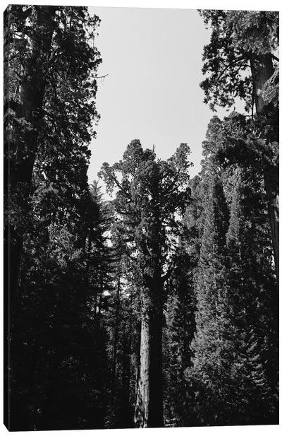 Sequoia National Park XII Canvas Art Print - Sequoia Tree Art
