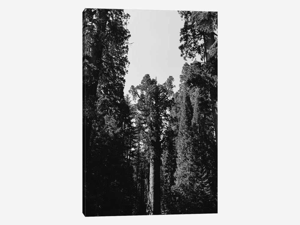 Sequoia National Park XII by Bethany Young 1-piece Canvas Art Print