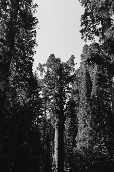 Sequoia Trees: Sequoia National Park XII by Bethany Young