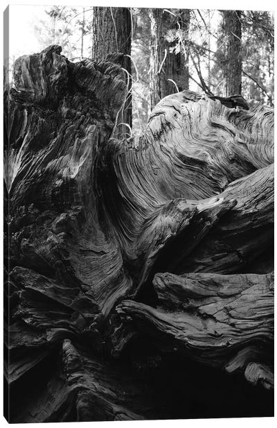 Sequoia National Park XIII Canvas Art Print - Sequoia Tree Art