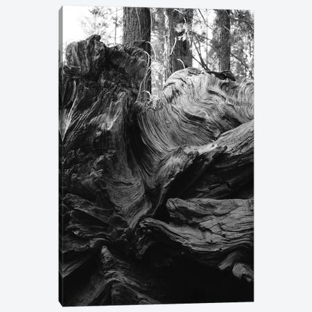 Sequoia National Park XIII Canvas Print #BTY615} by Bethany Young Canvas Print