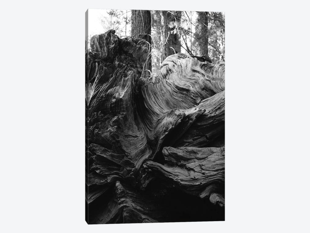 Sequoia National Park XIII by Bethany Young 1-piece Canvas Artwork