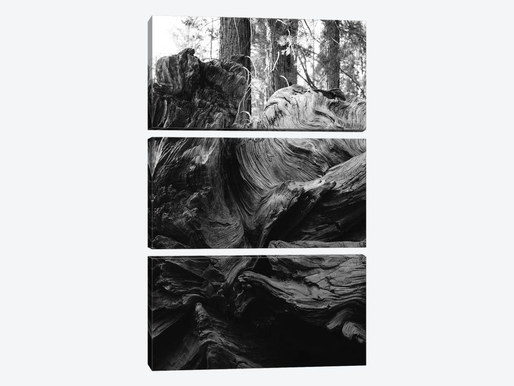 Sequoia National Park XIII by Bethany Young 3-piece Canvas Art