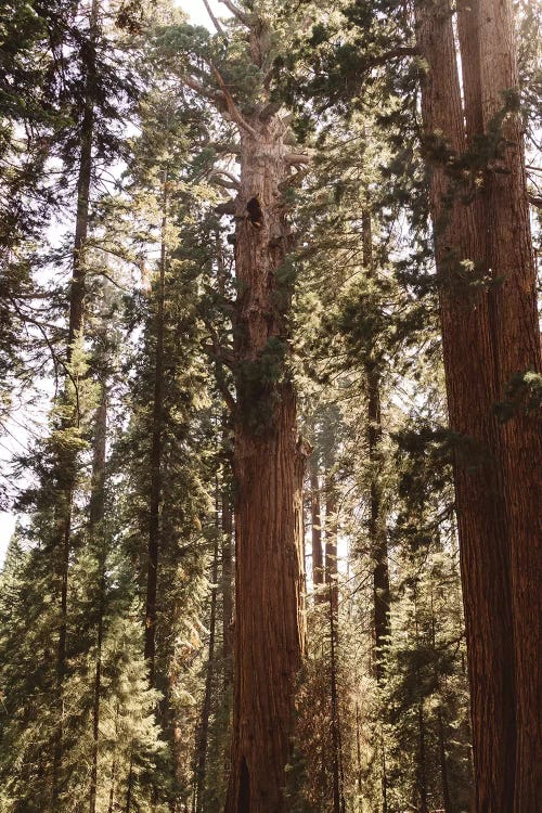 Sequoia National Park XIV by Bethany Young wall art