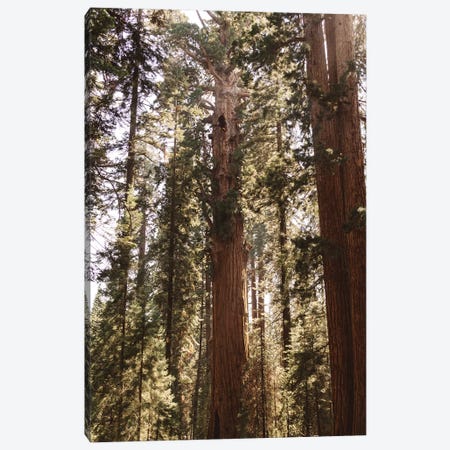 Sequoia National Park XIV Canvas Print #BTY616} by Bethany Young Canvas Print