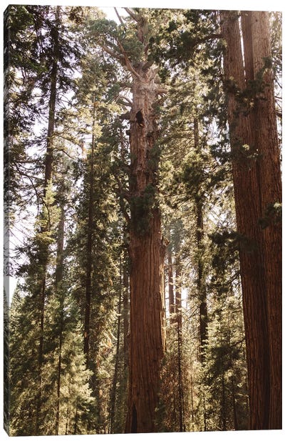 Sequoia National Park XIV Canvas Art Print - Redwood Tree Art