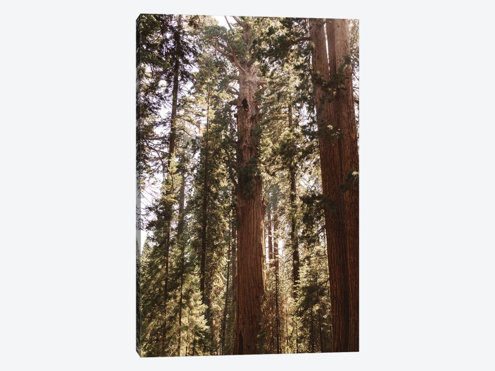 Sequoia National Park XIV by Bethany Young 1-piece Art Print