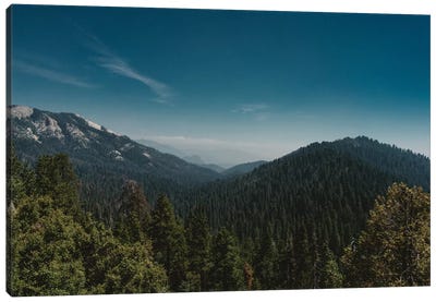 Sequoia National Park Canvas Art Print - Redwood Tree Art