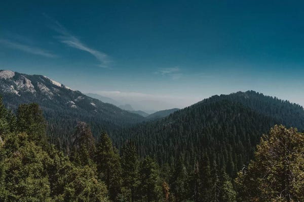 Sequoia Trees: Sequoia National Park by Bethany Young