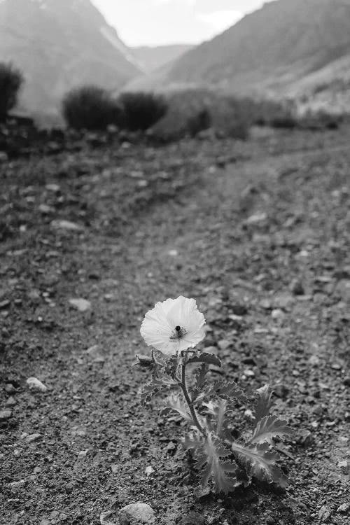 Monochrome Yosemite Bloom