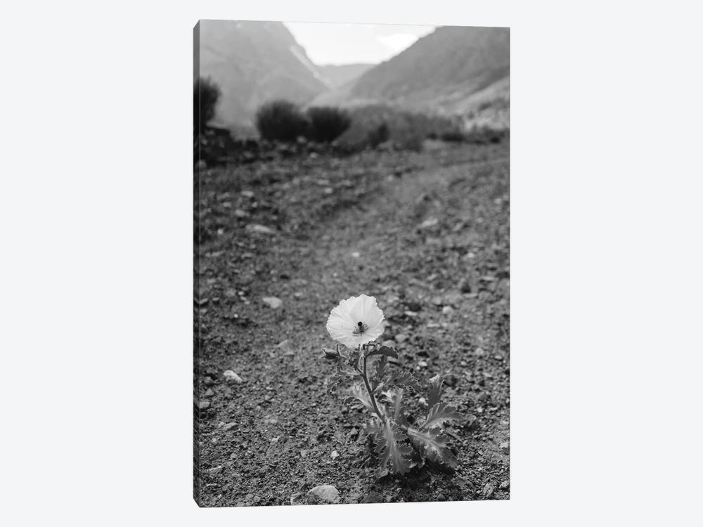 Monochrome Yosemite Bloom by Bethany Young 1-piece Canvas Print