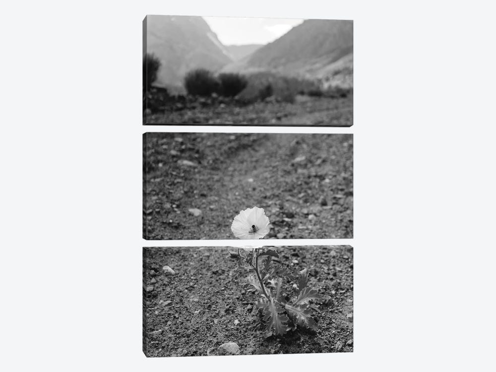 Monochrome Yosemite Bloom by Bethany Young 3-piece Art Print