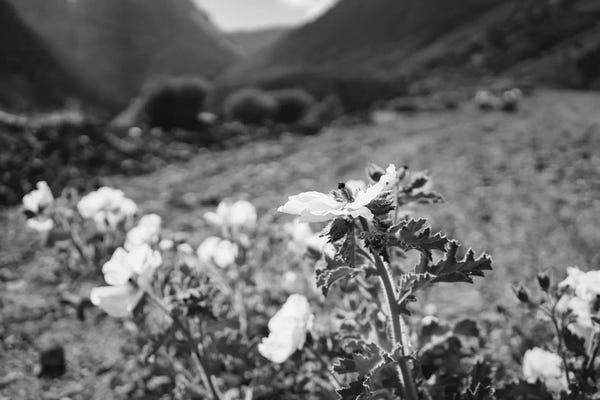 Yosemite National Park: Monochrome Yosemite Blooms II by Bethany Young