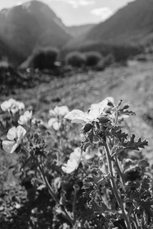 Monochrome Yosemite Blooms