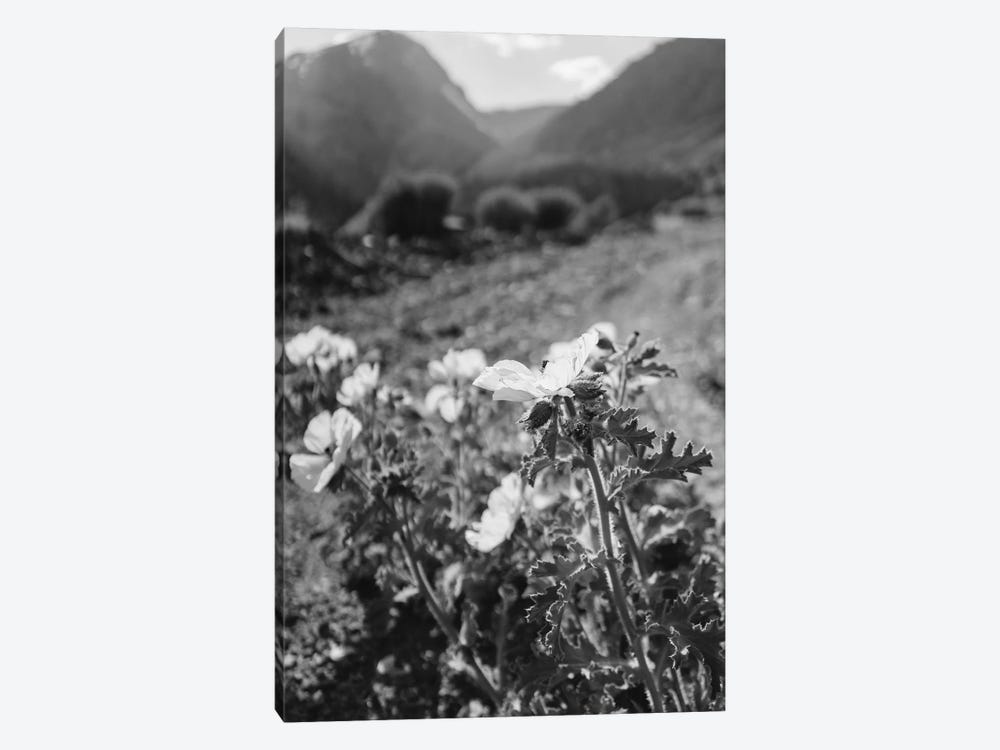 Monochrome Yosemite Blooms by Bethany Young 1-piece Canvas Art Print