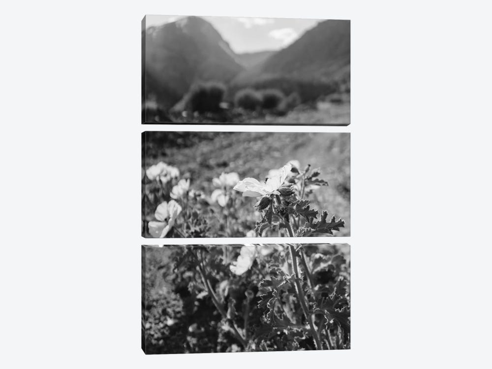 Monochrome Yosemite Blooms by Bethany Young 3-piece Art Print