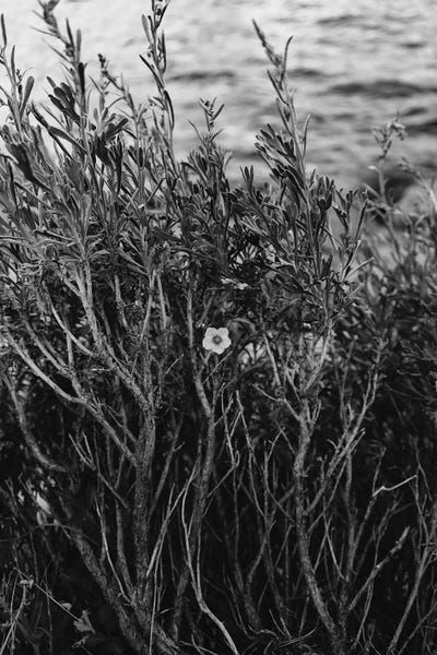 Yosemite National Park: Tenaya Lake, Yosemite National Park II by Bethany Young