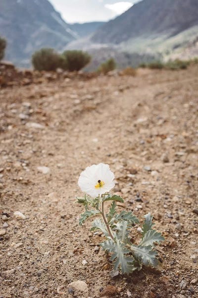 Take A Hike: Yosemite Bloom by Bethany Young