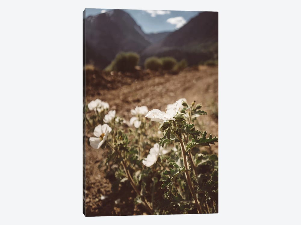 Yosemite Blooms by Bethany Young 1-piece Art Print