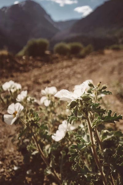 Yosemite National Park: Yosemite Blooms by Bethany Young