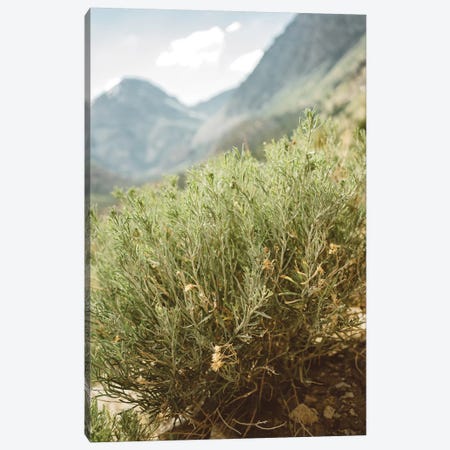 Yosemite National Park IV Canvas Print #BTY671} by Bethany Young Canvas Wall Art