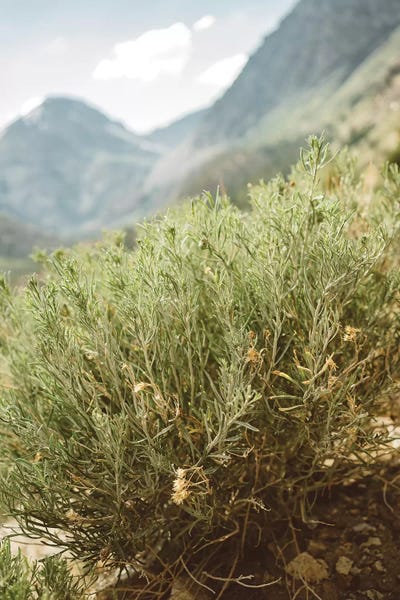 Take A Hike: Yosemite National Park IV by Bethany Young