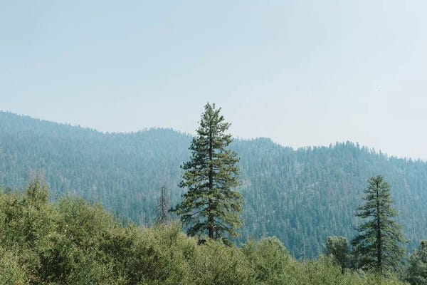 Yosemite National Park: Yosemite National Park XVI by Bethany Young