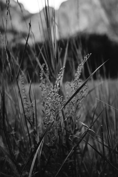Yosemite National Park: Yosemite Valley III by Bethany Young