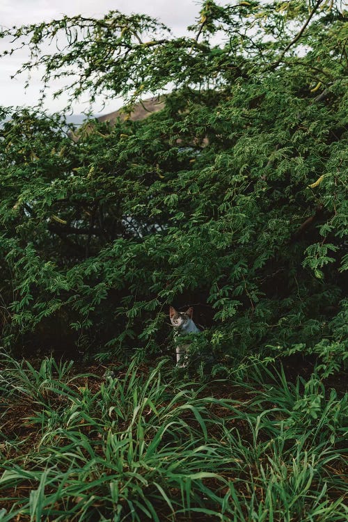 Hawaiian Cat by Bethany Young wall art