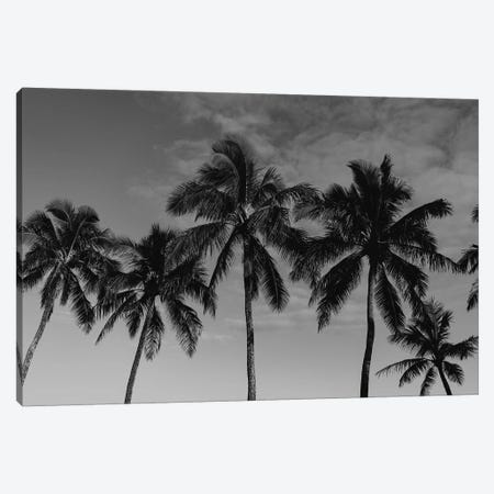 Hawaiian Palms Canvas Print #BTY706} by Bethany Young Canvas Print