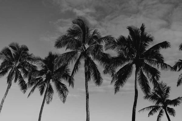Large Black & White Art - Canvas Prints: Hawaiian Palms by Bethany Young