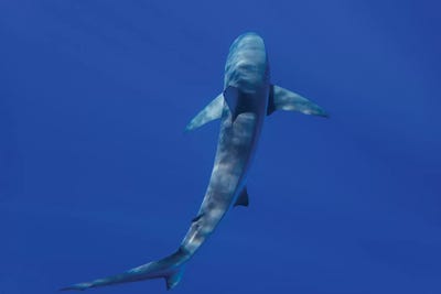 Hawaiian Shark II by Bethany Young framed wall art