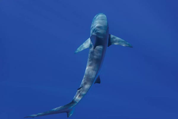 Sharks: Hawaiian Shark II by Bethany Young