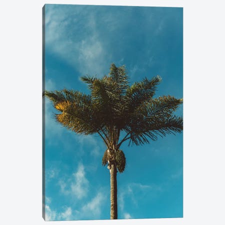Palm Tree Canvas Print #BTY70} by Bethany Young Art Print