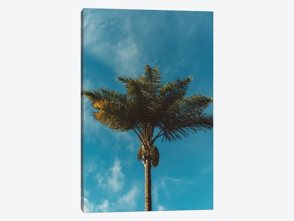 Palm Tree by Bethany Young 1-piece Canvas Artwork