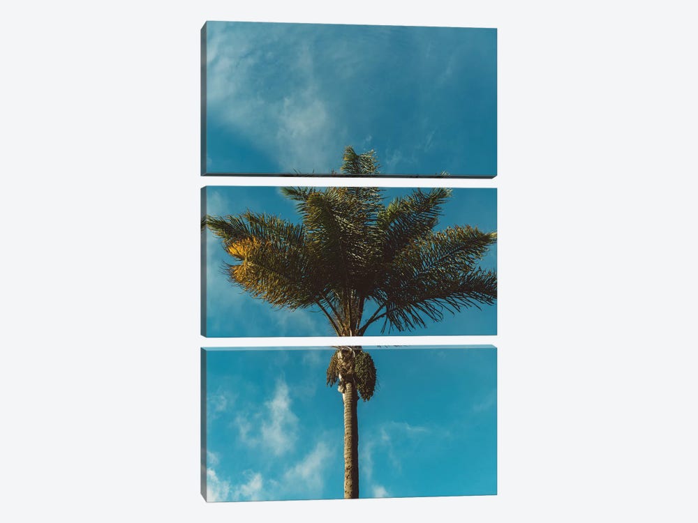 Palm Tree by Bethany Young 3-piece Canvas Wall Art